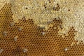 Beekeeping in the Czech Republic - honey bee, details of hive