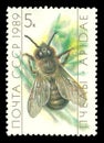 Beekeeping, Drone, Apis mellifica