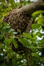 Beekeeping. Escaped bees swarm nesting on a tree. Apiary background. A swarm of European honey bees clinging to a tree. Royalty Free Stock Photo