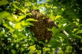 Beekeeping. Escaped bees swarm nesting on a tree. Apiary background. A swarm of European honey bees clinging to a tree. Royalty Free Stock Photo