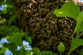 Beekeeping. Escaped bees swarm nesting on a tree. Apiary background. A swarm of European honey bees clinging to a tree. Royalty Free Stock Photo