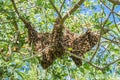 Beekeeping. Escaped bees swarm nesting on a tree Royalty Free Stock Photo