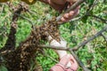 Beekeeping. Escaped bees swarm nesting on a tree Royalty Free Stock Photo