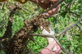 Beekeeping. Escaped bees swarm nesting on a tree Royalty Free Stock Photo