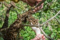 Beekeeping. Escaped bees swarm nesting on a tree Royalty Free Stock Photo