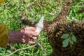 Beekeeping. Escaped bees swarm nesting on a tree Royalty Free Stock Photo