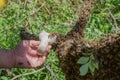 Beekeeping. Escaped bees swarm nesting on a tree Royalty Free Stock Photo