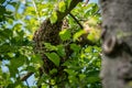 Beekeeping. Escaped bees swarm nesting on a tree. Apiary background. A swarm of European honey bees clinging to a tree. Royalty Free Stock Photo