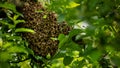 Beekeeping. Escaped bees swarm nesting on a tree. Apiary background. A swarm of European honey bees clinging to a tree. Royalty Free Stock Photo