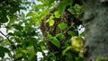 Beekeeping. Escaped bees swarm nesting on a tree. Apiary background. A swarm of European honey bees clinging to a tree. Royalty Free Stock Photo