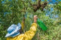 Beekeeping. Escaped bees swarm nesting on a tree Royalty Free Stock Photo