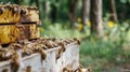 A beekeeping handbook filled with stepbystep instructions for setting up and maintaining a beehive as well as tips for Royalty Free Stock Photo