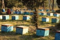 Beekeeping Harmony: Tending Nature& x27;s Precious Pollinators