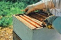 Beekeeping, havesting honey, Beekeeping concept, apiary in France