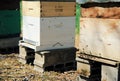 Beekeeping, havesting honey, Beekeeping concept, apiary in France Royalty Free Stock Photo