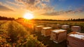 beekeeping honey farm