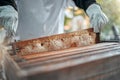 Beekeeping, honeycomb and worker in production of honey in agriculture industry. Bees, process and hands of a beekeeper