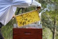 Beekeeping, man in the overalls and bee protection Royalty Free Stock Photo