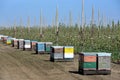 Beekeeping in modern apple orchard