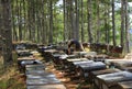 Beekeeping at Vietnam