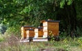 Beekeeping with wooden beeyards