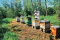 Beekeeping workshop, havesting honey, Beekeeping concept, apiary in France