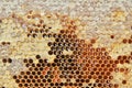 Beekeeping workshop, havesting honey, Beekeeping concept, apiary in France