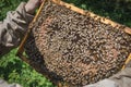 Beekeper working on beehive