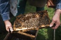 Beekeper is working with honeycombs which is completely covered by bees. Detail on apiarist