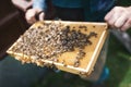 Beekeper is working with honeycombs which is completely covered by bees. Detail on apiaristÃâÃÂ´s hands. Royalty Free Stock Photo