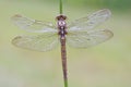 Beekoeverlibel, Keeled Skimmer, Orthetrum coerulescens