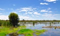 Beelier Wetland Green Landscape, Western Australia Royalty Free Stock Photo