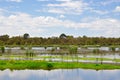 Beelier Wetland with Purple Swamphen: Western Australia