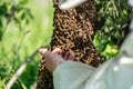 The beemaster checking the swarm of bees Royalty Free Stock Photo