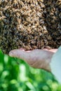 The beemaster checking the swarm of bees Royalty Free Stock Photo