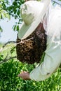 The beemaster checking the swarm of bees Royalty Free Stock Photo