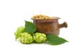 Beer or beverage still life with hops and barley Royalty Free Stock Photo