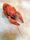 Beer, boiled crawfish with lemon and rosemary. Shallow dof