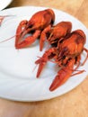 Beer, boiled crawfish with lemon and rosemary. Shallow dof