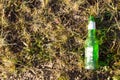 Beer bottle in grass Royalty Free Stock Photo