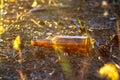 Beer bottle lies on the ground in a pine forest. Royalty Free Stock Photo