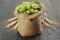 Beer brewing ingredients Hop cones in sack and wheat ears on dark wooden background. Beer brewery concept. Beer background Royalty Free Stock Photo