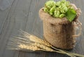 Beer brewing ingredients Hop cones in sack and wheat ears on dark wooden background. Beer brewery concept. Beer background Royalty Free Stock Photo