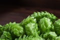 Beer brewing ingredients, hops,on a wooden cracked old table in front of hops plantation. Beer brewery concept. Royalty Free Stock Photo