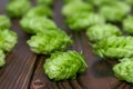 Beer brewing ingredients, hops,on a wooden cracked old table in front of hops plantation. Beer brewery concept Royalty Free Stock Photo