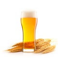 Beer in mug with wheat ears spikelets on white background. Mugs with drink like Ipa, Pale Ale, Pilsner, Porter or Stout Royalty Free Stock Photo