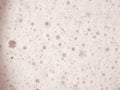 Beer foam texture. Royalty Free Stock Photo