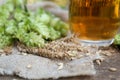 Beer, fresh hops and ears of wheat on wooden table, closeup Royalty Free Stock Photo