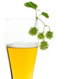 Beer glass and beer hops branch on white
