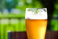 Beer in a glass glass glass, bubbles rise. On the background of green foliage glass with Golden drops.